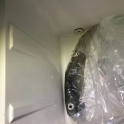 初ヤリイカゲット