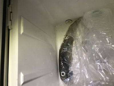 初ヤリイカゲット