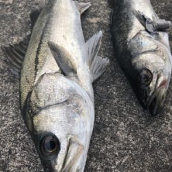 満潮よりアタリ出だしました