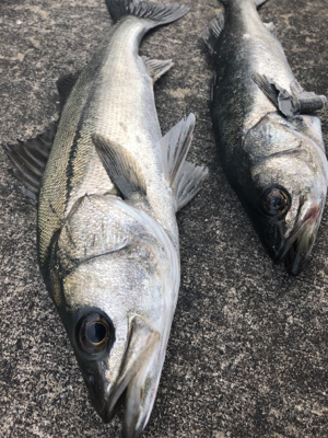 満潮よりアタリ出だしました