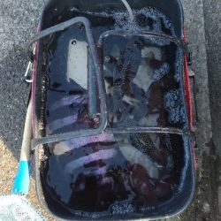 2/7釣果デカメバルサンバソウデカアジ豆アジ