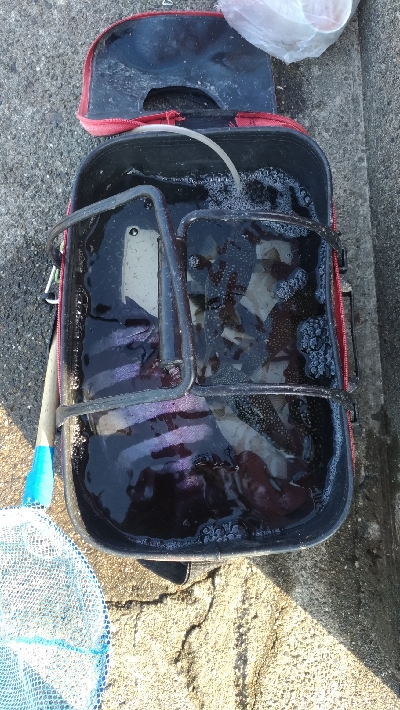 2/7釣果デカメバルサンバソウデカアジ豆アジ