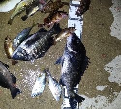 2/14釣果チヌグレガシラアジ