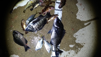 2/14釣果チヌグレガシラアジ