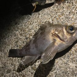 泉南メバリング