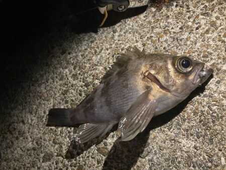 泉南メバリング