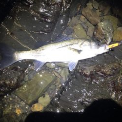 ゴロタでシーバス、メバリング