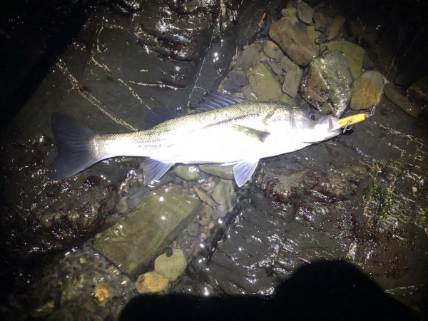 ゴロタでシーバス、メバリング