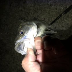 夕方がいいみたい