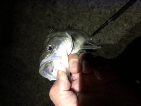 夕方がいいみたい