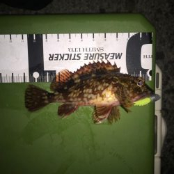 メバリング開幕