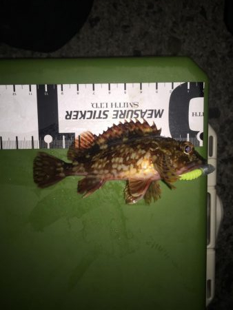 メバリング開幕