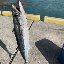 サゴシ入れ食い