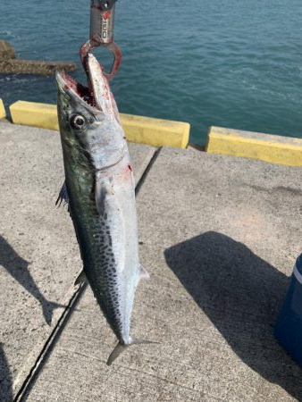 サゴシ入れ食い