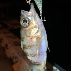 メバルプラッキング③