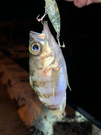 メバルプラッキング③