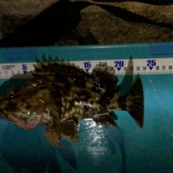 癒しのガッシー