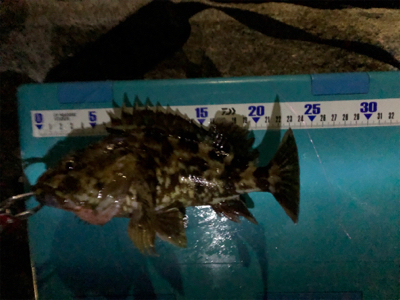 癒しのガッシー