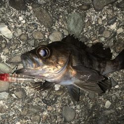 太刀魚釣れます。