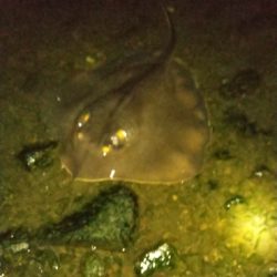 ナイトシーバス、チヌ