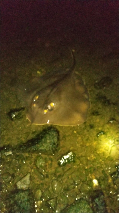 ナイトシーバス、チヌ