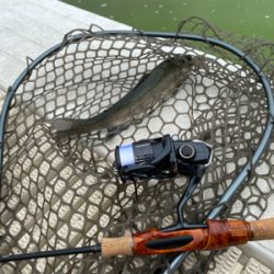 服部緑地でプールトラウト、放流日