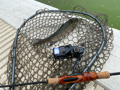 服部緑地でプールトラウト、放流日