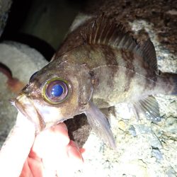 メバル　ガシラ