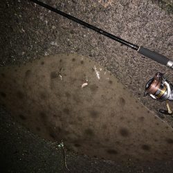 ライトゲーム&ボトム泳がせ！！