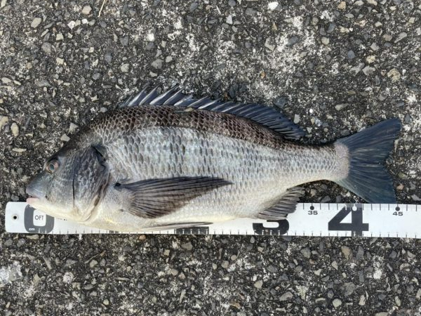 イチノ兄弟、釣果！