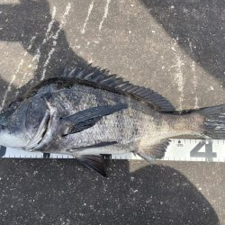 イチノ巨乳、釣果!