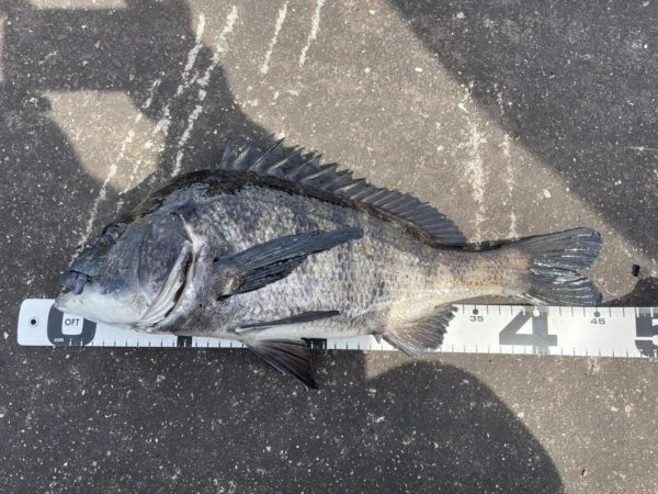 イチノ巨乳、釣果！