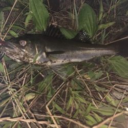 イナッコパターン