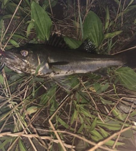 イナッコパターン