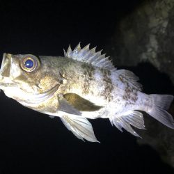 ゴロタでメバリング