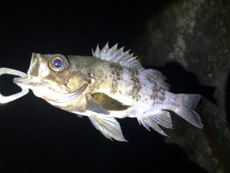 ゴロタでメバリング