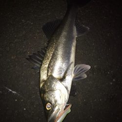 淀川のシーバス釣りパート1