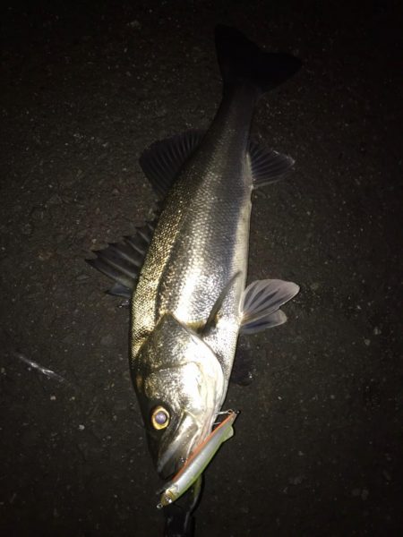 淀川のシーバス釣りパート1