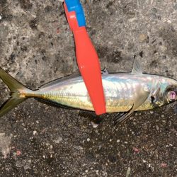 サビキとライトゲームで五目