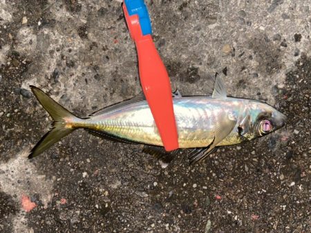 サビキとライトゲームで五目