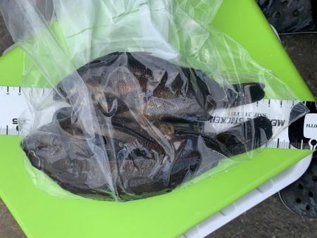 メバリング楽しい〜