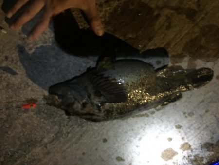 根魚の最大記録更新！