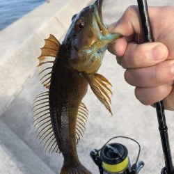 数釣りは楽しめる