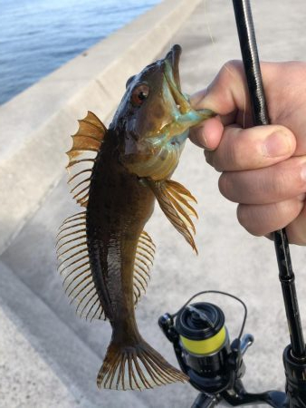 数釣りは楽しめる