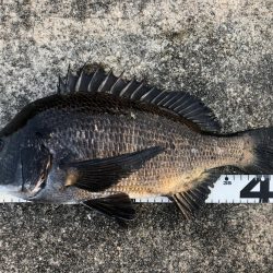 イチノ兄弟、釣果！