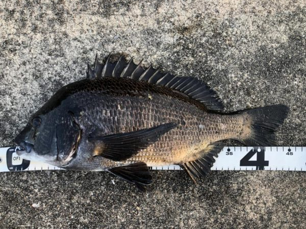 イチノ兄弟、釣果！