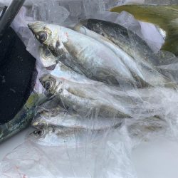 リベンジ寒鰤！