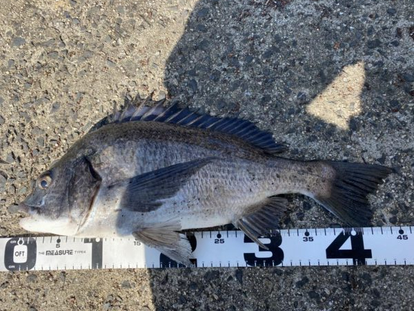 イチノ兄弟、釣果！