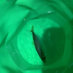 しょーみカゴ釣りしか勝たん。