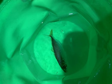 しょーみカゴ釣りしか勝たん。